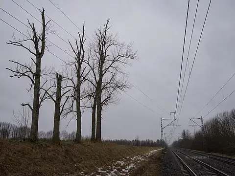 Baumfällung über Bahngleisen