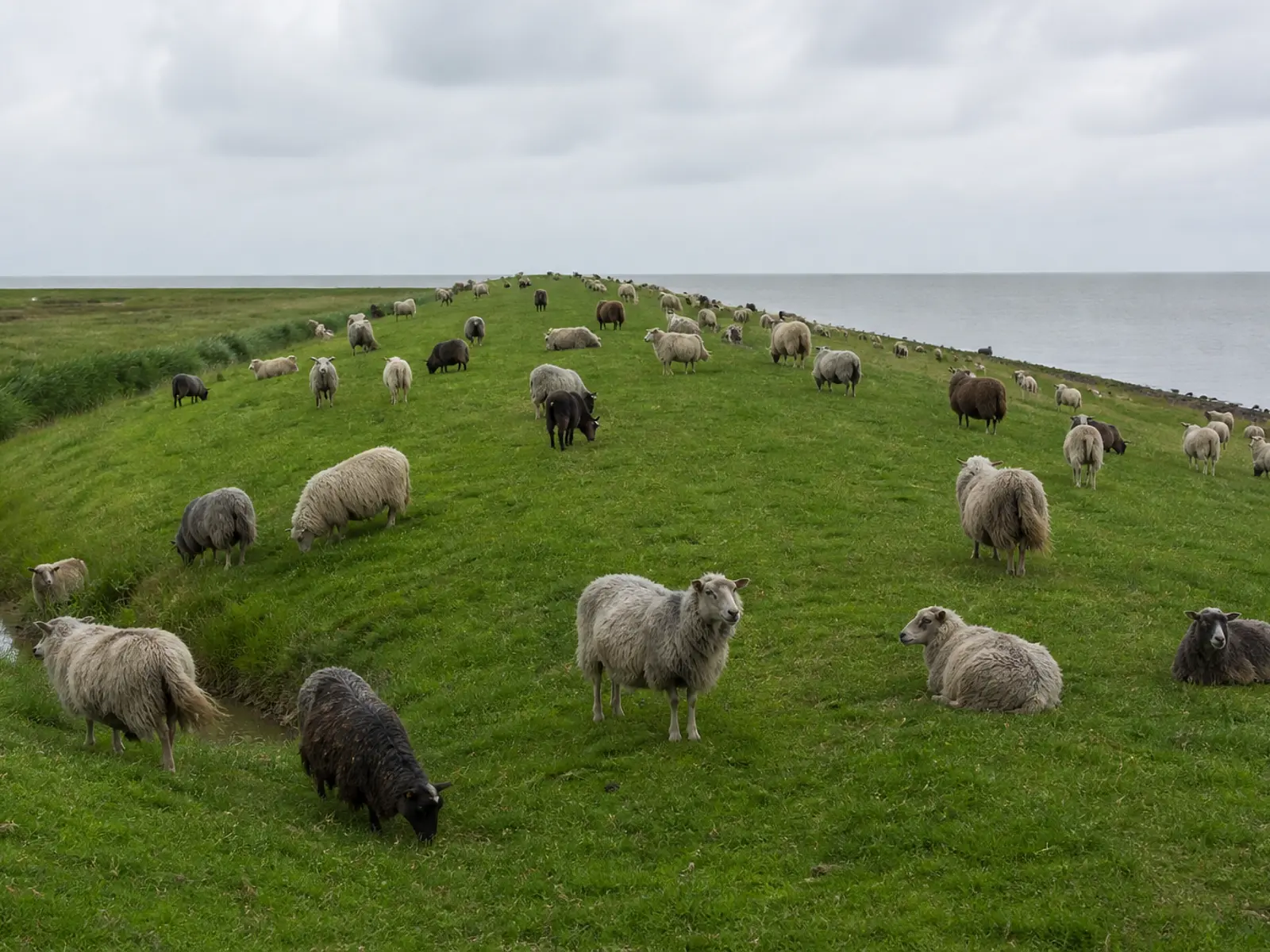 Viele Schafe wild verstreut auf einem grünen Deich an der Nordsee