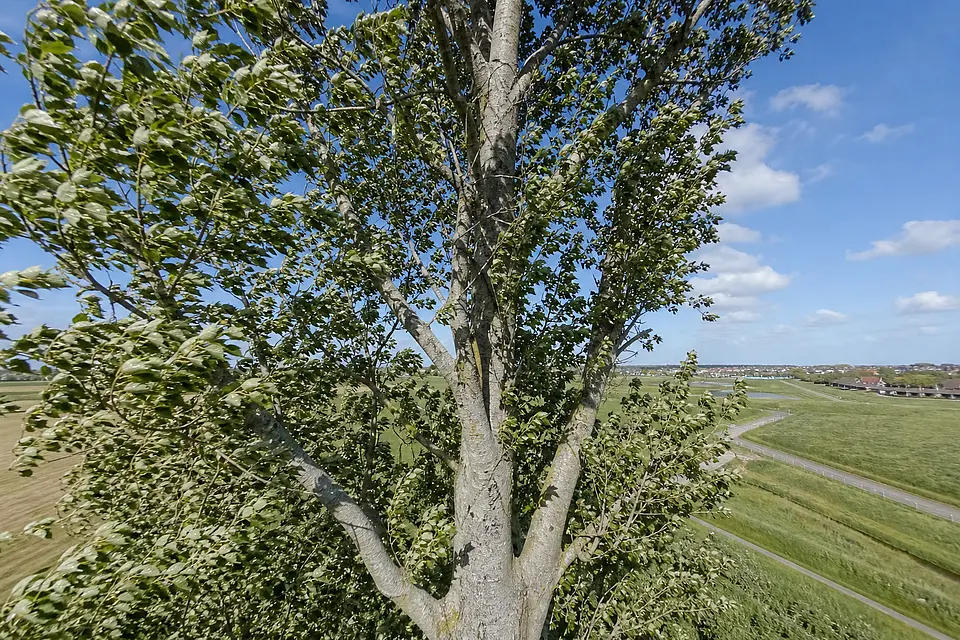 Hohe Pappel hinterm Deich in Büsum, Juni, Gegenlicht