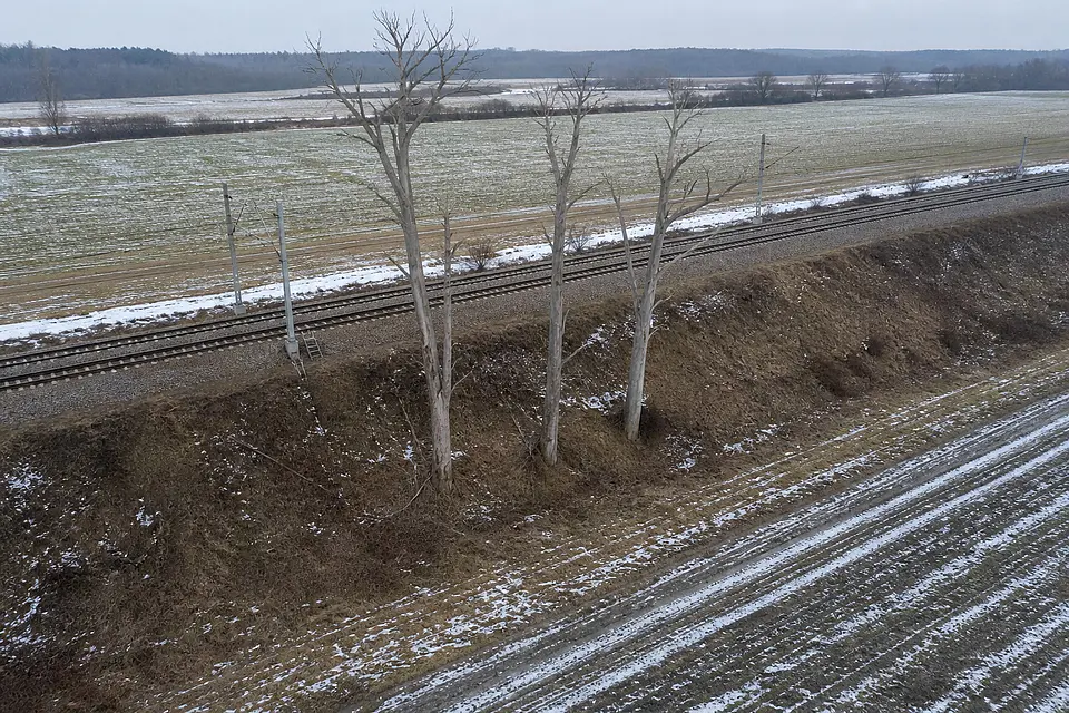 Luftaufnahme toter Eschen an der Gleisanlage in Heide im Februar
