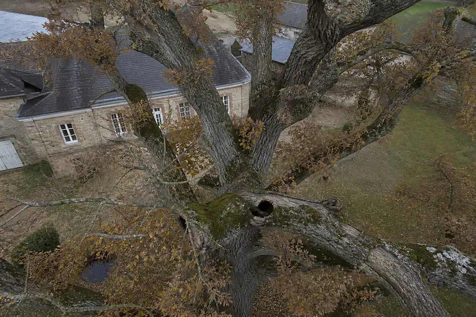 Kronenaufnahme der Hofeiche in Marne im November