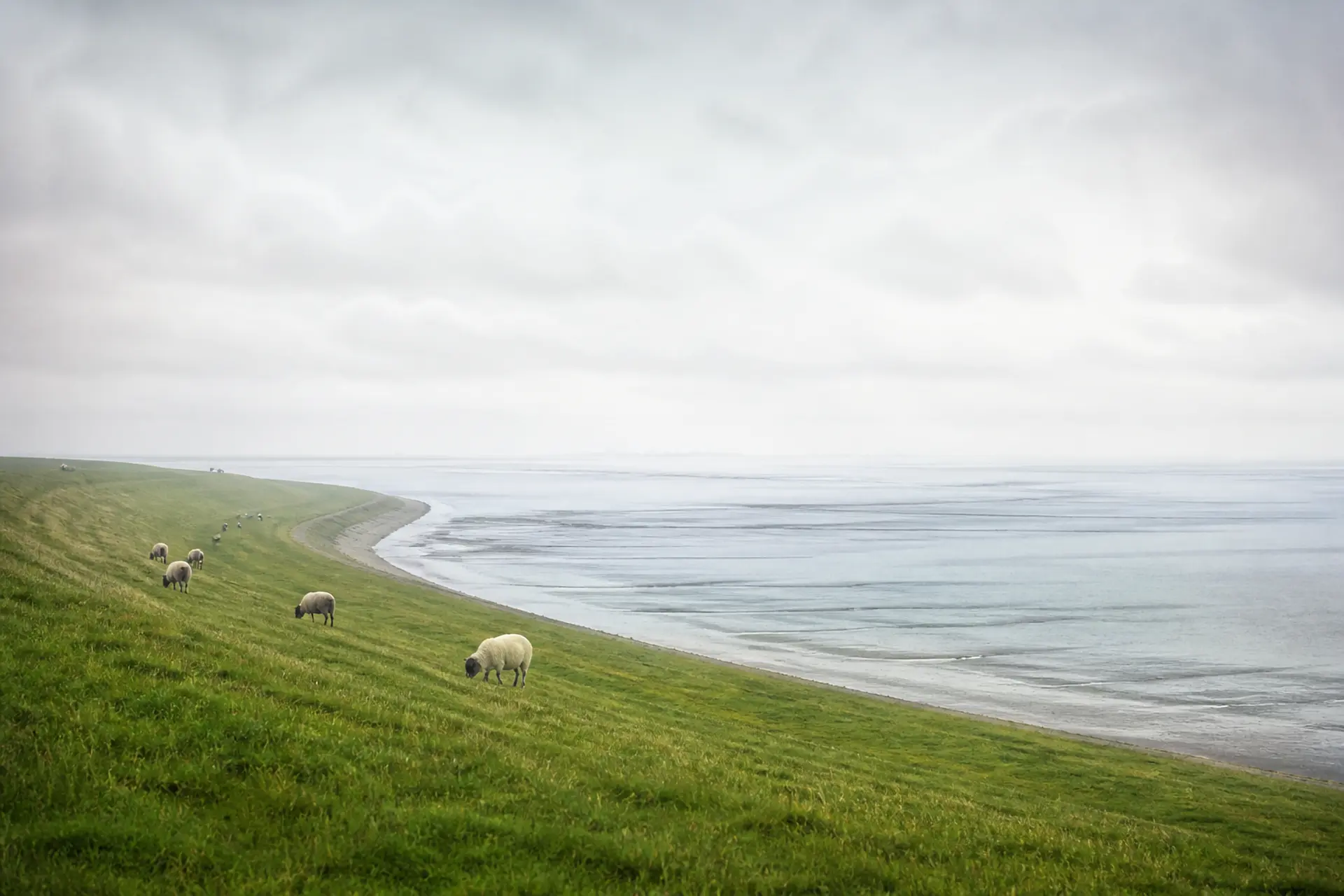 Stilisierte Darstellung: grüner Deich an der Nordsee, Schafe auf der Böschung
