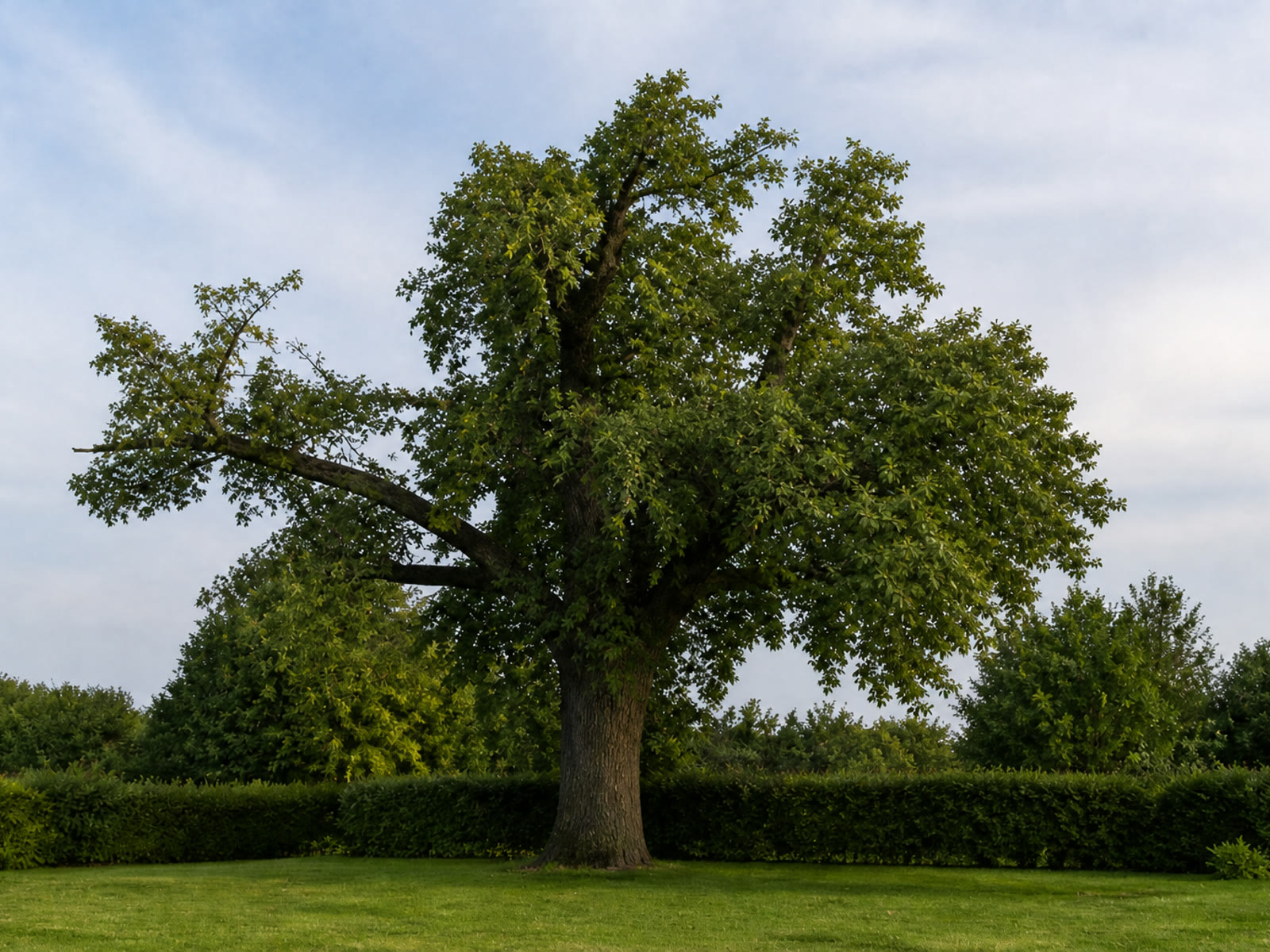 Derselbe Baum nach dem Kronenschnitt, rund geformt und ohne hängenden Ast