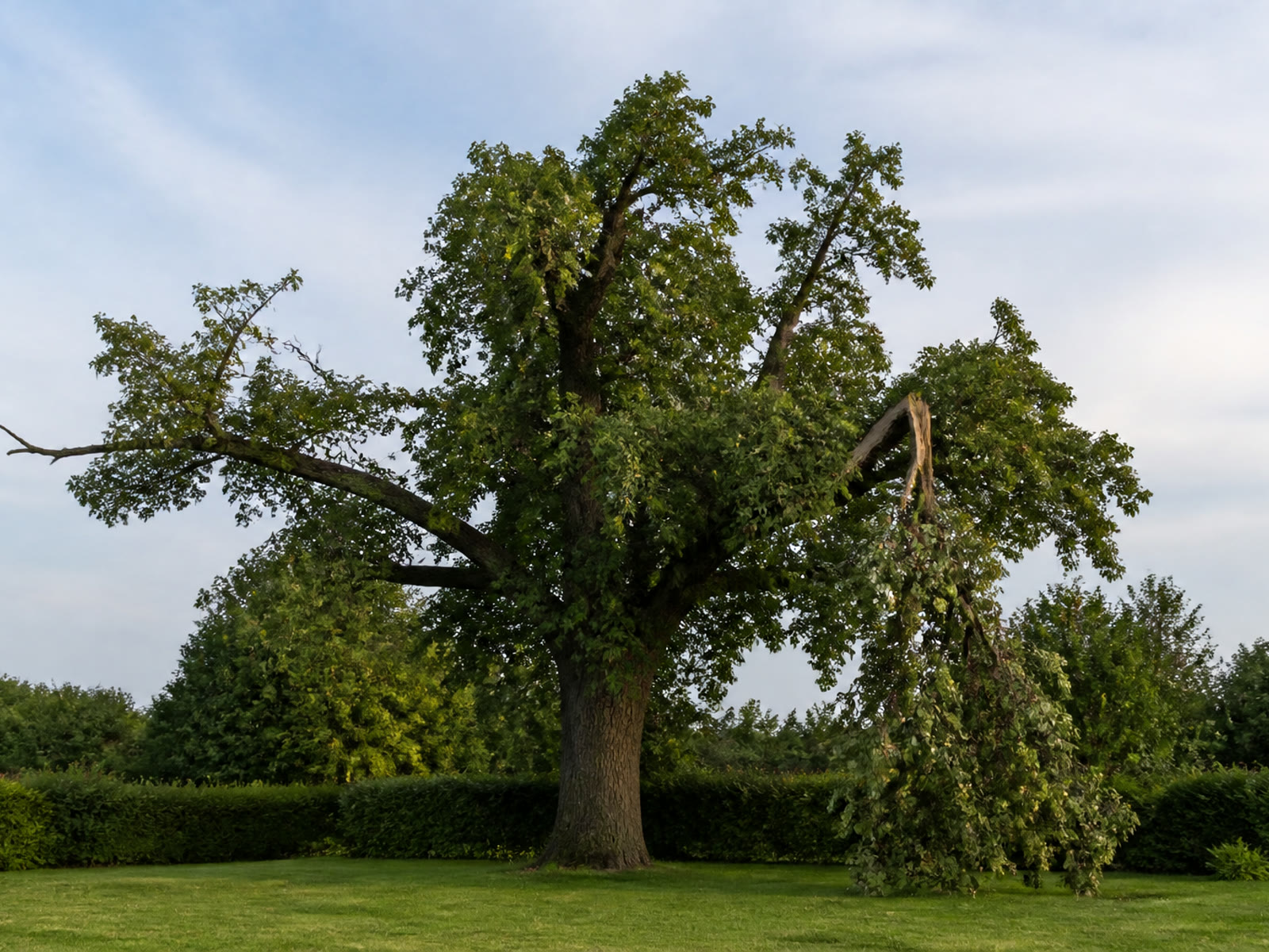 Großer Baum mit zerrupfter Krone und herabhängendem gebrochenem Ast